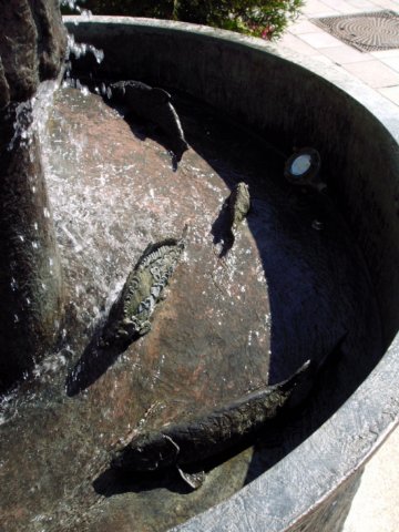Isarfische im Brunnenbecken des Fischerbrunnens
